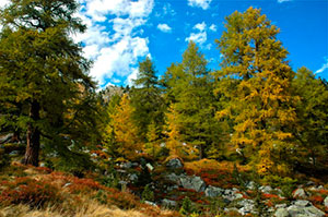Лиственница в алматы